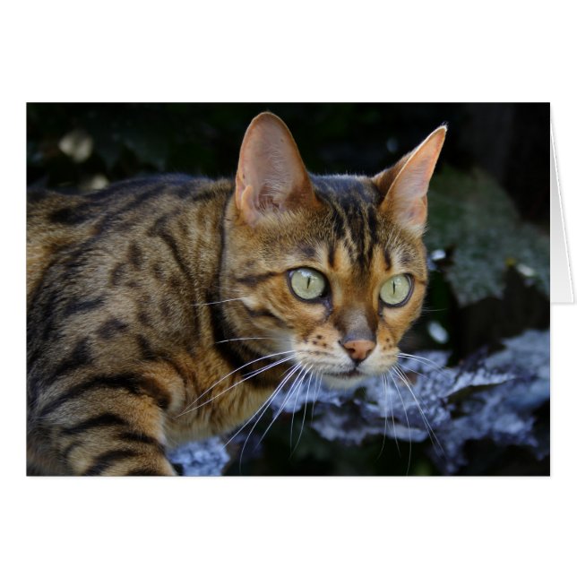 Cat du Bengale (Devant horizontal)