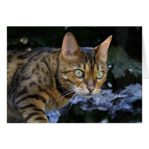 Cat du Bengale