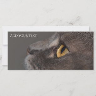 Cat Eye-Macro par Shirley Taylor