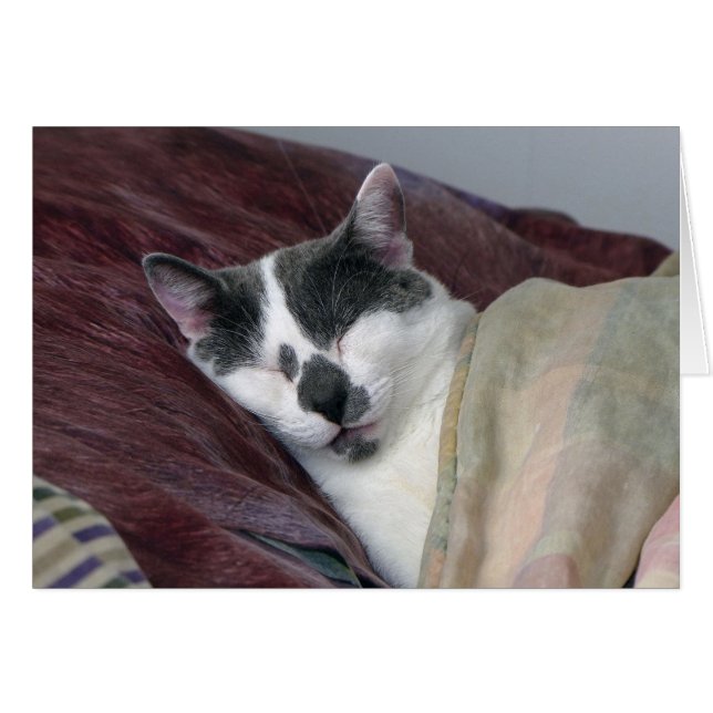Cat Napping (Devant horizontal)