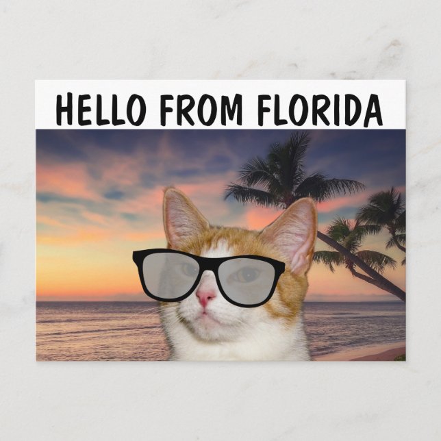 CAT SUR LA PLAGE BONJOUR DE FLORIDE Cartes postale (Devant)