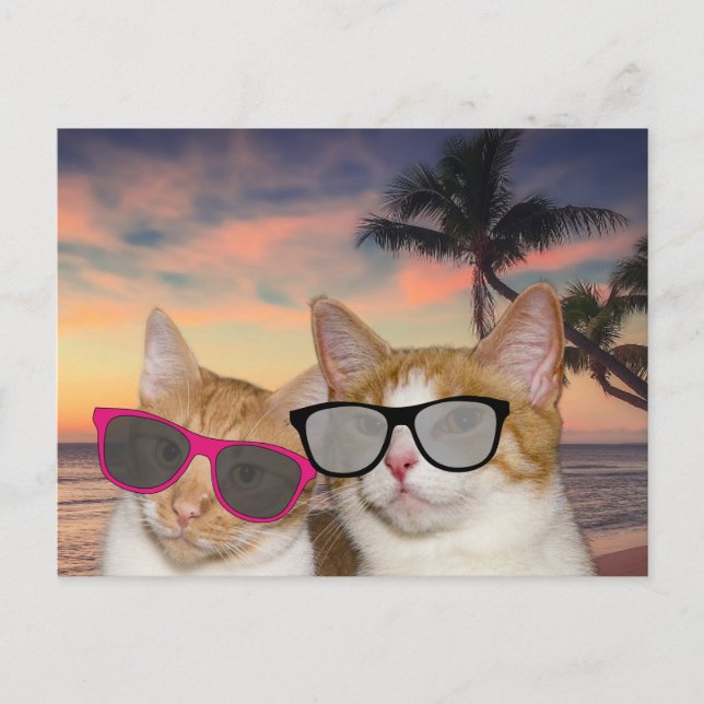 CAT SUR LA PLAGE "CAT COUPLE" CARTES Postales (Devant)
