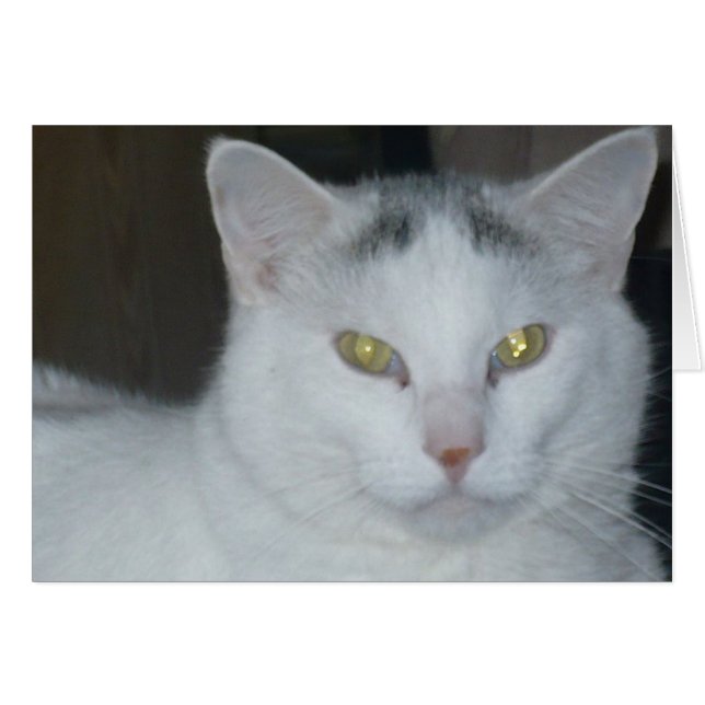 Cat Thoughts Chat blanc (Devant horizontal)