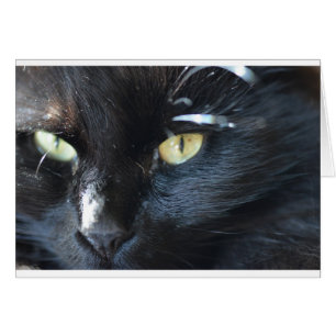 Cat vous regarde