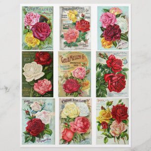 Catalogue de semences Vintages