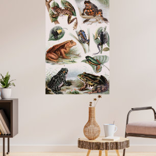 Catalogue vintage de grenouilles Poster