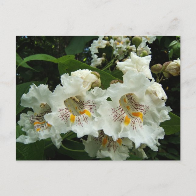Catalpa fleurit ~ carte postale (Devant)