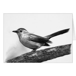 Catbird