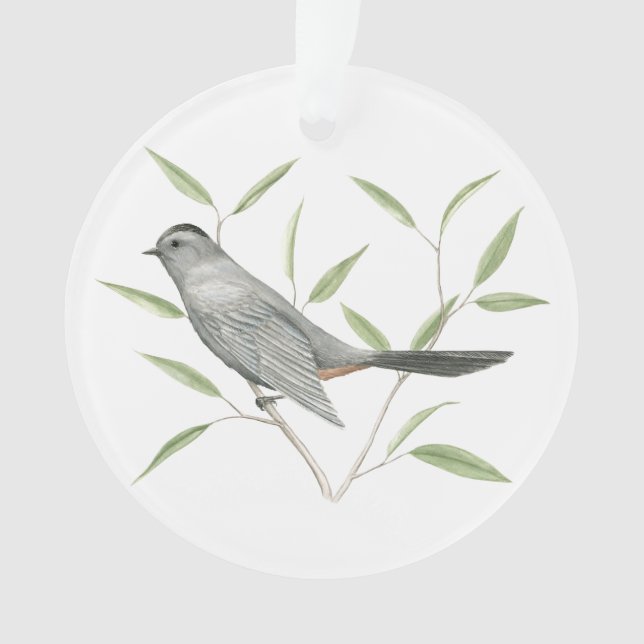 Catbird gris (devant)