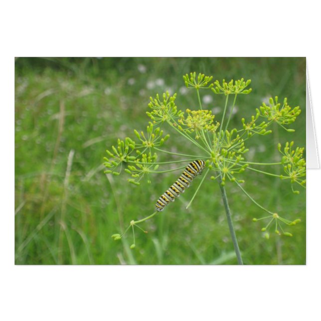 Caterpillar (Devant horizontal)