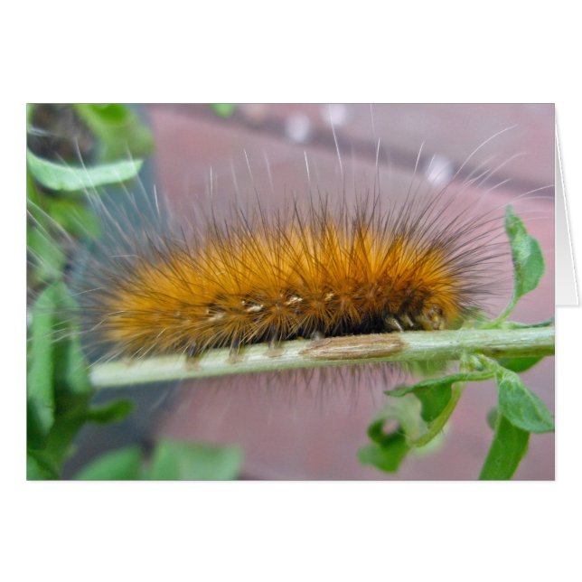 Caterpillar de l'ours jaune Tiger Moth Articles (Devant horizontal)