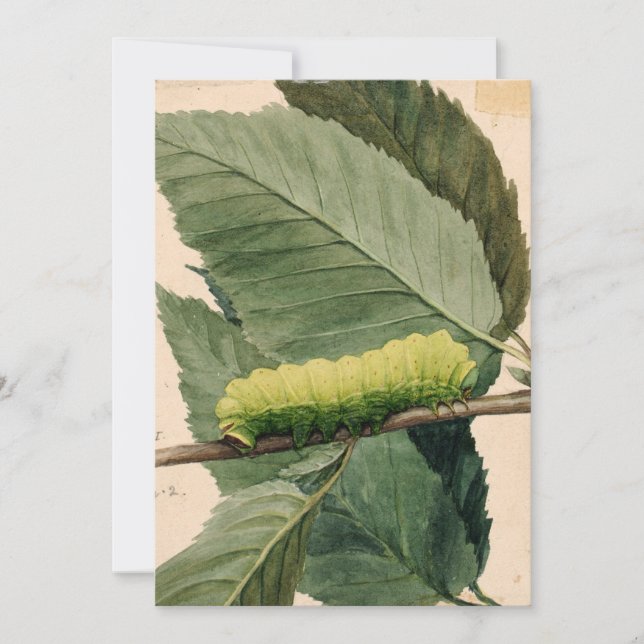 Caterpillar lunaire | Abbott Handerson Thayer (Devant)