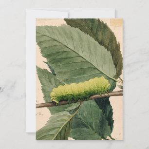 Caterpillar lunaire   Abbott Handerson Thayer