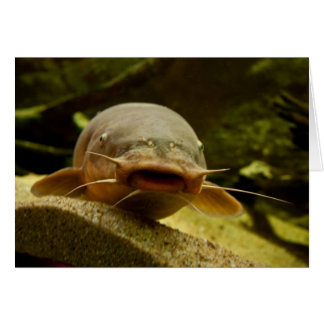 Catfish