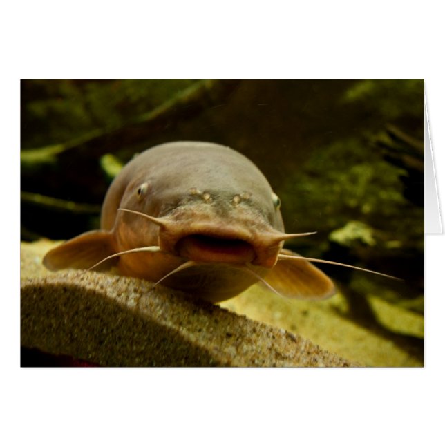 Catfish (Devant horizontal)