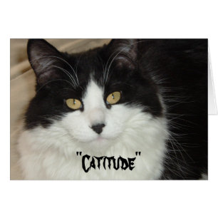 Catitude Chat avec une attitude