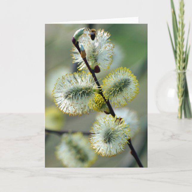 Catkins de Pâques - Carte (Devant)
