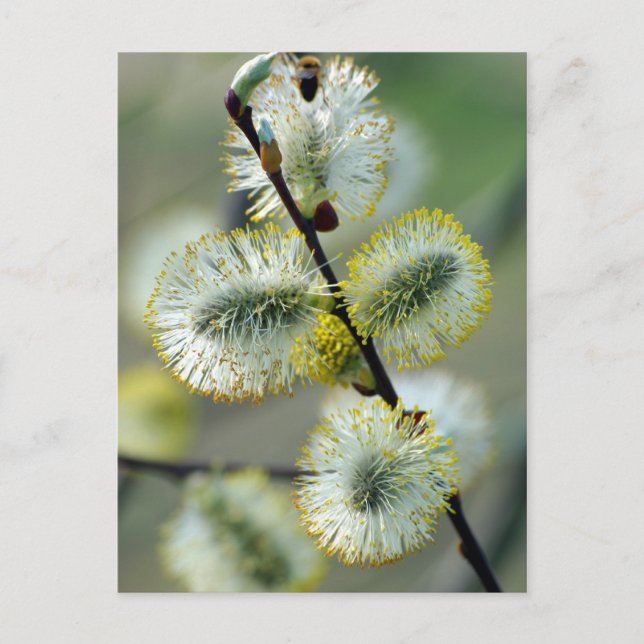 Catkins de Pâques - Carte postale (Devant)