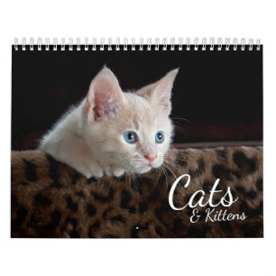 Cats et chatons Calendrier photo pour animaux de c