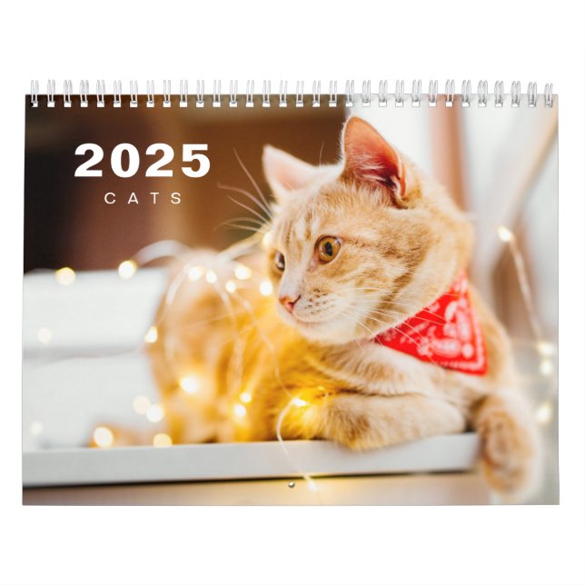 Cats Photo Moderne 2025 Calendrier (Protection)