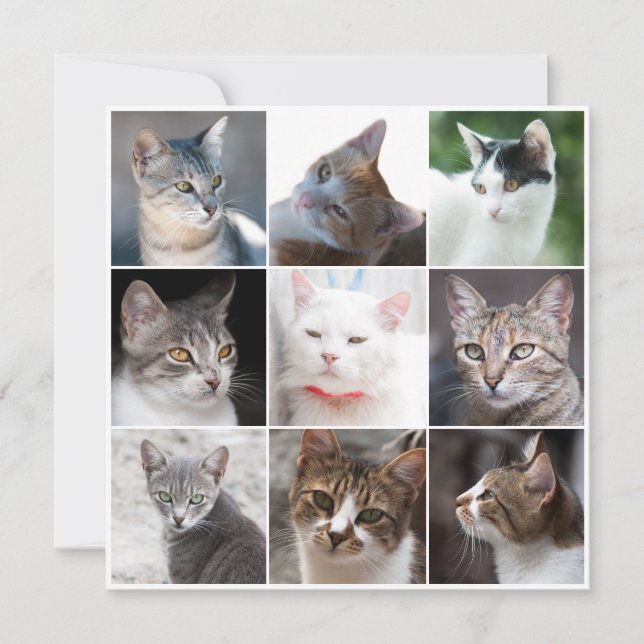 CATS template - change photo (Devant)