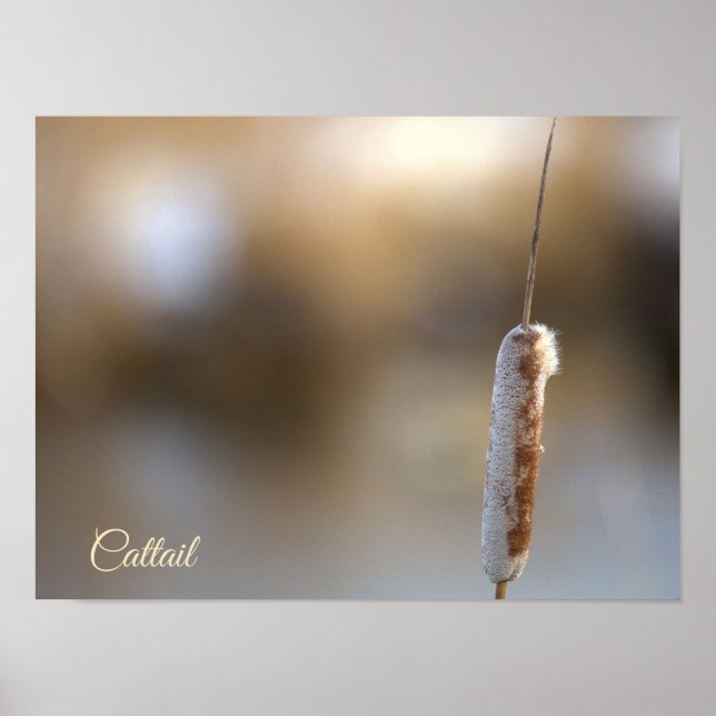 Cattail Plant Photo Poster (Devant)