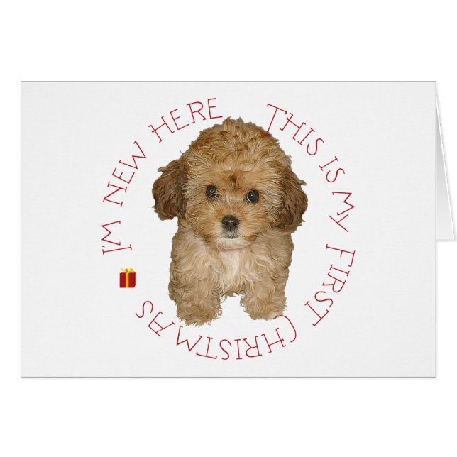 Cavachon chiot premier Noël (Devant horizontal)