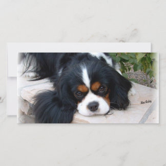 Cavalier King Charles