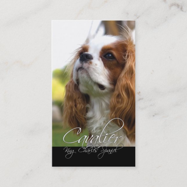 Cavalier King Charles Cartes de visite espagnols (Devant)