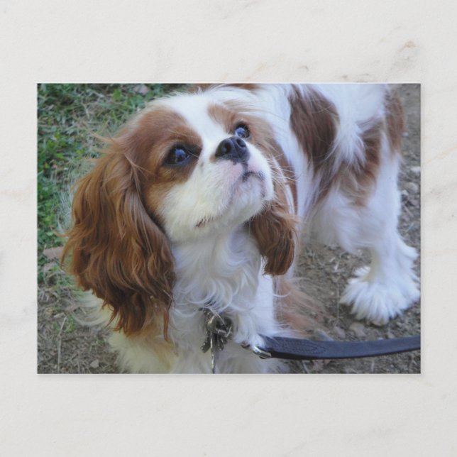 Cavalier King Charles jolie carte postale chien ch (Devant)