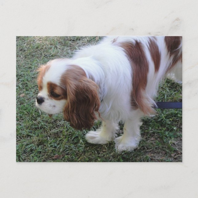 Cavalier King Charles jolie carte postale chien ch (Devant)