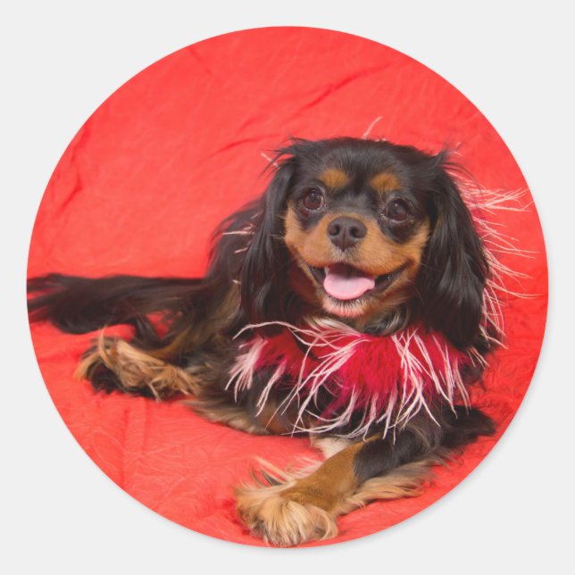 Cavalier King Charles noir et feu en autocollant r (Devant)