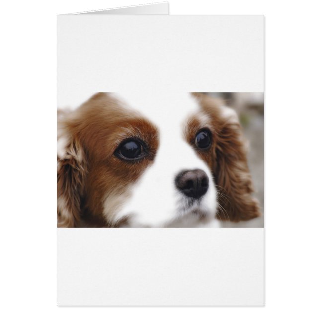 Cavalier King Charles Spaniel (Devant)