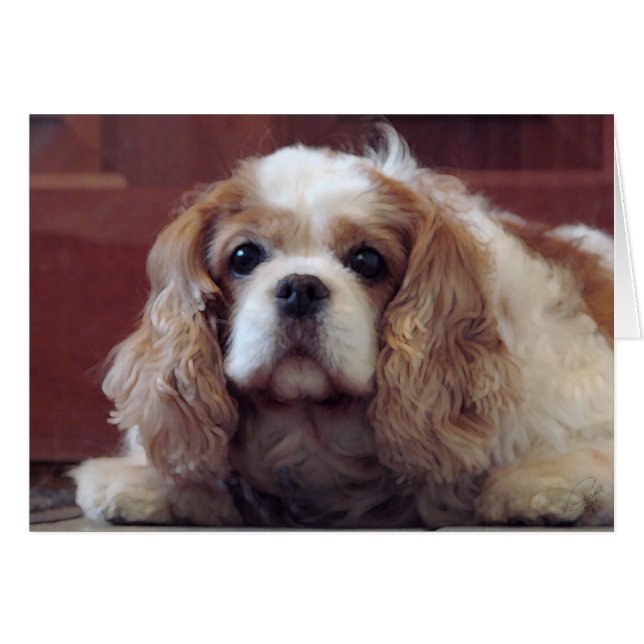 Cavalier King Charles Spaniel (Devant horizontal)