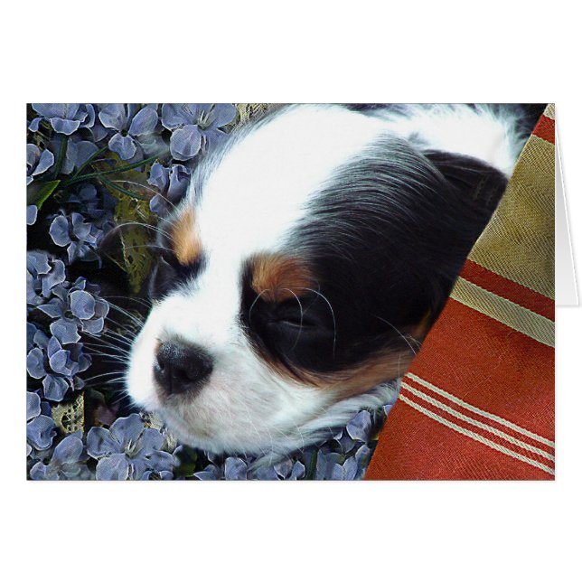Cavalier King Charles Spaniel (Devant Horizontal)