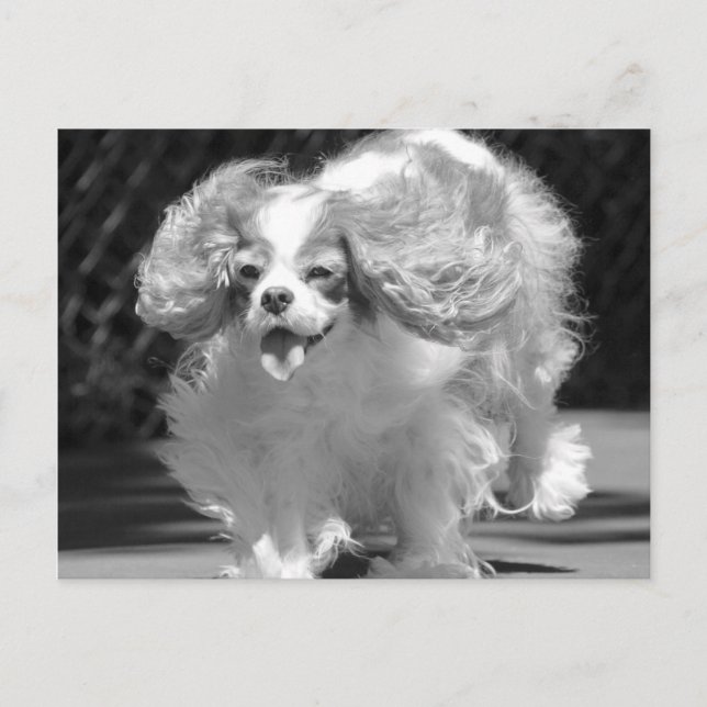 Cavalier King Charles Spaniel Courir Carte Postale (Devant)