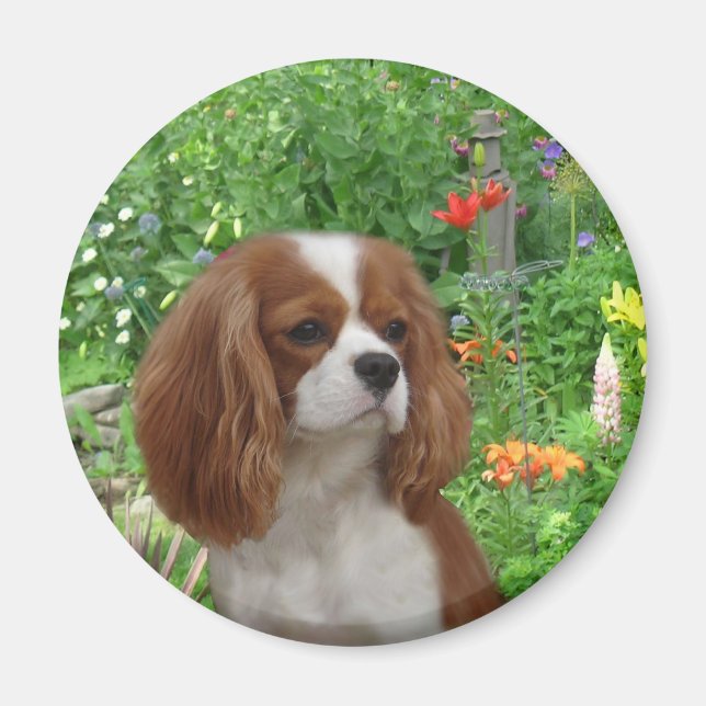 Cavalier King Charles Spaniel Magnet (Devant)