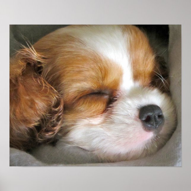 Cavalier King Charles Spaniel Puppy Poster (Devant)
