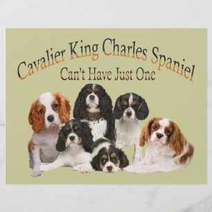 Cavalier Le roi Charles Spaniel ne peut pas avoir