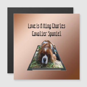 Cavalier Spaniel Popout Art, Carte magnétique