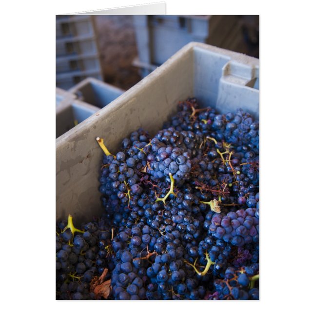 Cave Bodega Marques de Riscal, raisins (Devant)