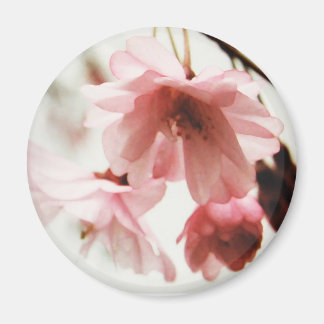 CB- Magnet en fleur de cerisier
