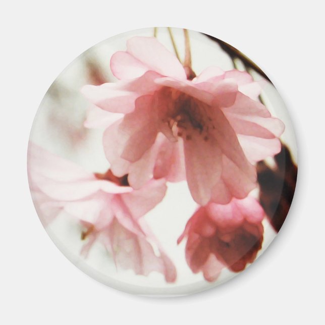 CB- Magnet en fleur de cerisier (Devant)