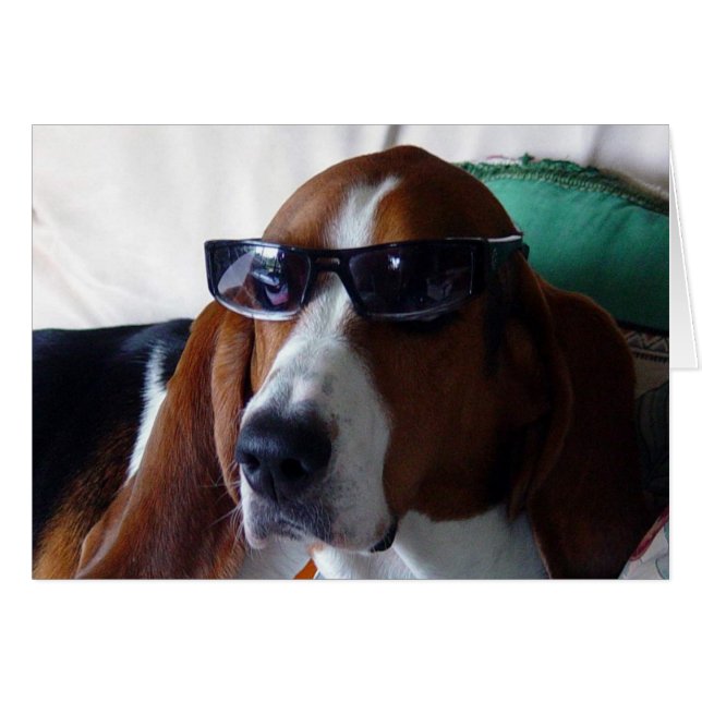 Ce chien de chien est un kat kool (Devant horizontal)