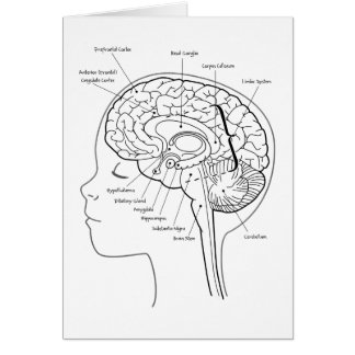 Ce qui est dans votre cerveau