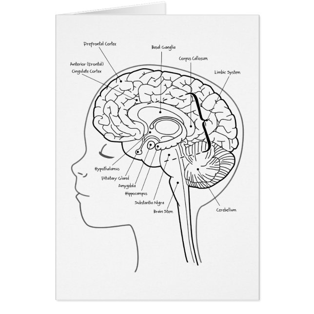 Ce qui est dans votre cerveau (Devant)