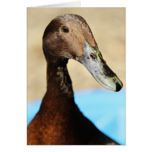 CE QUI EST VERS LE HAUT DE CANARD