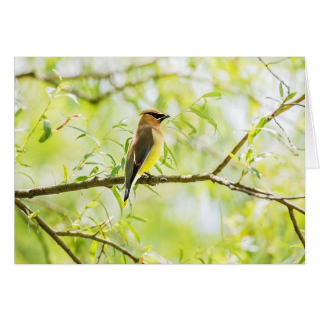Cedar Waxwing (Devant horizontal)