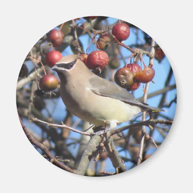 Cedar Waxwing Magnet (Devant)