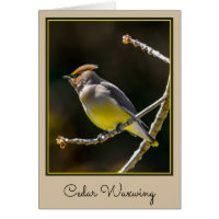 Cèdre cire Songbird Photo originale Oiseau sauvage